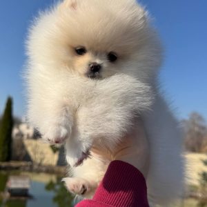 Iris Pomeranian