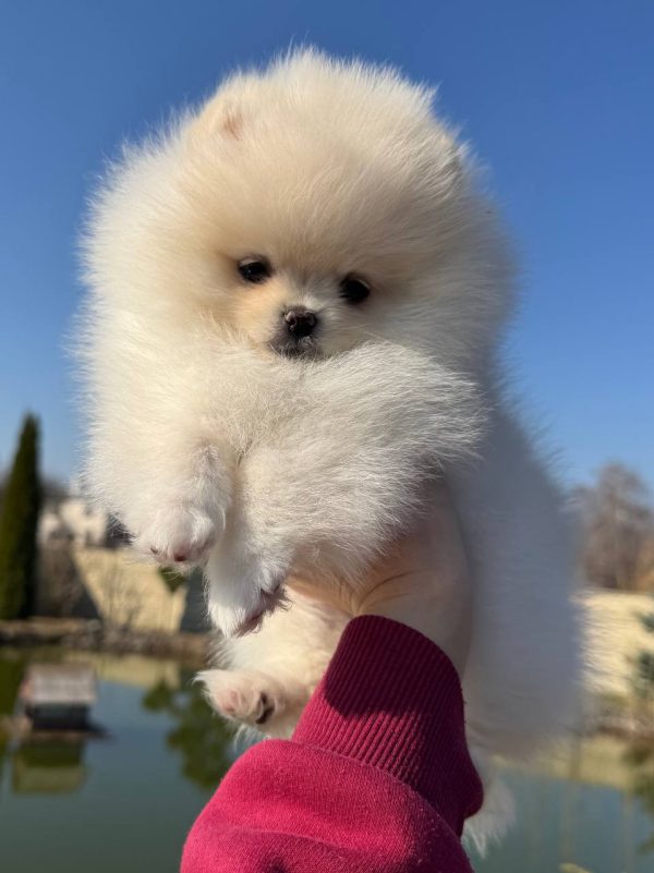 Iris Pomeranian