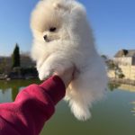 Iris-female-pomeranian-puppy-for-sale-1 (2)