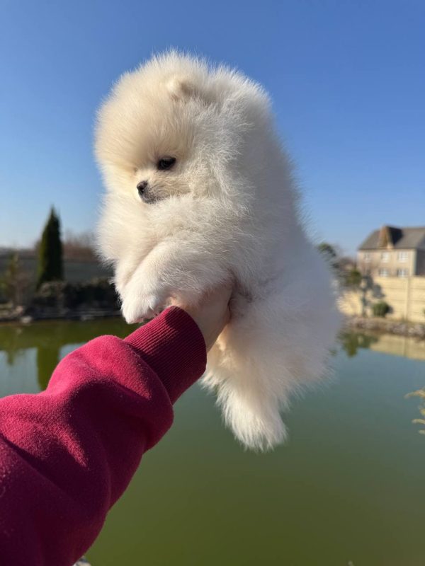 Iris Pomeranian