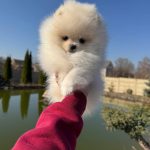 Iris-female-pomeranian-puppy-for-sale-1 (3)