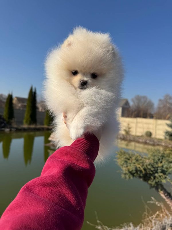 Iris Pomeranian