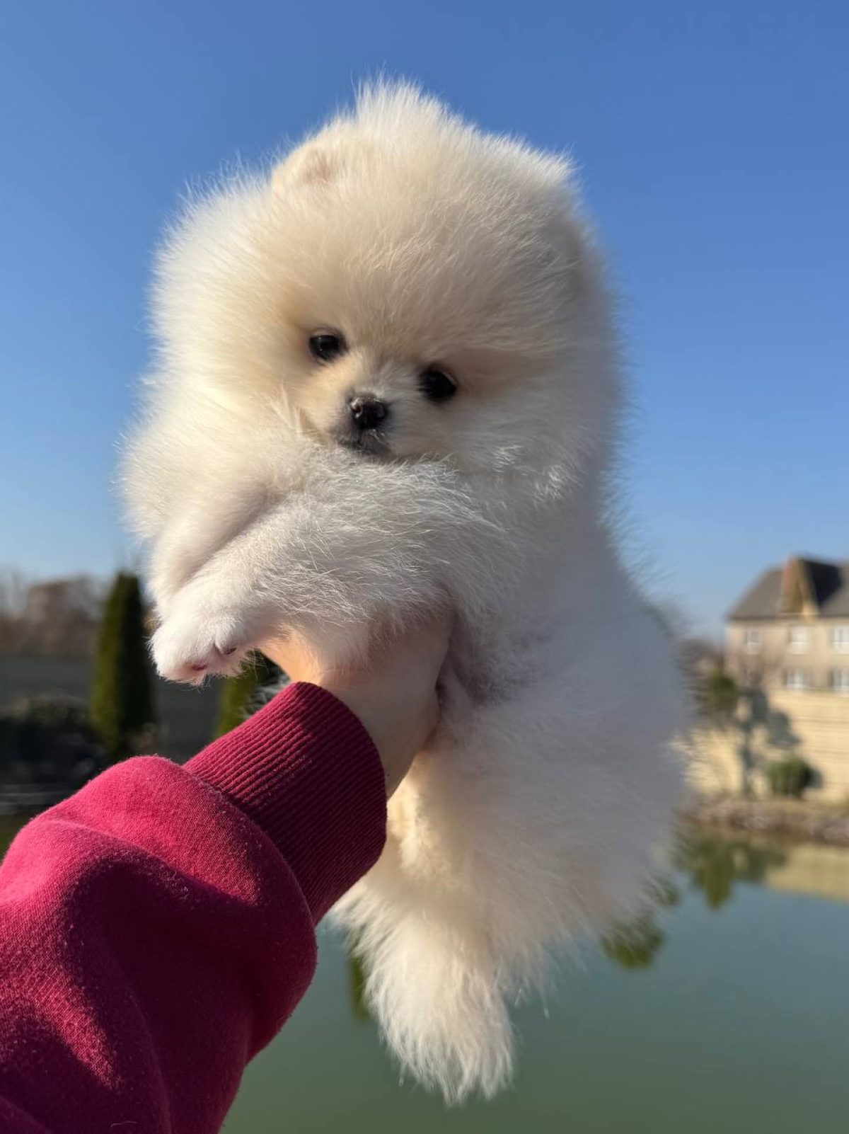 Pomeranian Tiny White Fluffy Puppy Mini Small White Pomeranian Dog