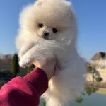 Isabelle Pomeranian
