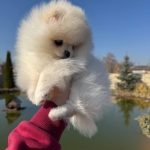 Iris-female-pomeranian-puppy-for-sale-1 (5)