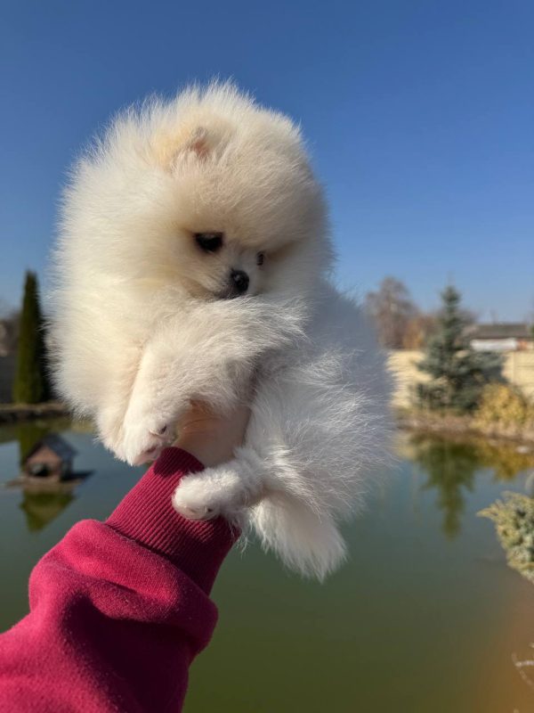 Iris Pomeranian