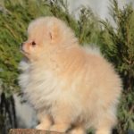 Isabelle-female-pomeranian-puppy-for-sale-1 (2)