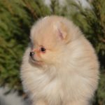 Isabelle-female-pomeranian-puppy-for-sale-1 (3)