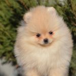 Isabelle-female-pomeranian-puppy-for-sale-1 (4)