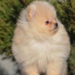 Isabelle-female-pomeranian-puppy-for-sale-1 (5)