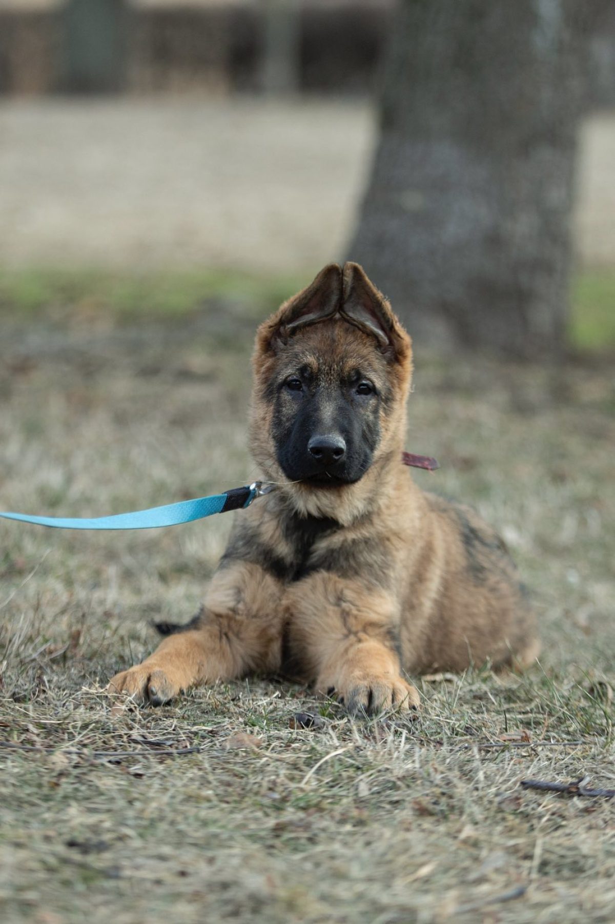 Blue Malinois Dog Breeds German Shepherd Mixed With Belgian Malinois