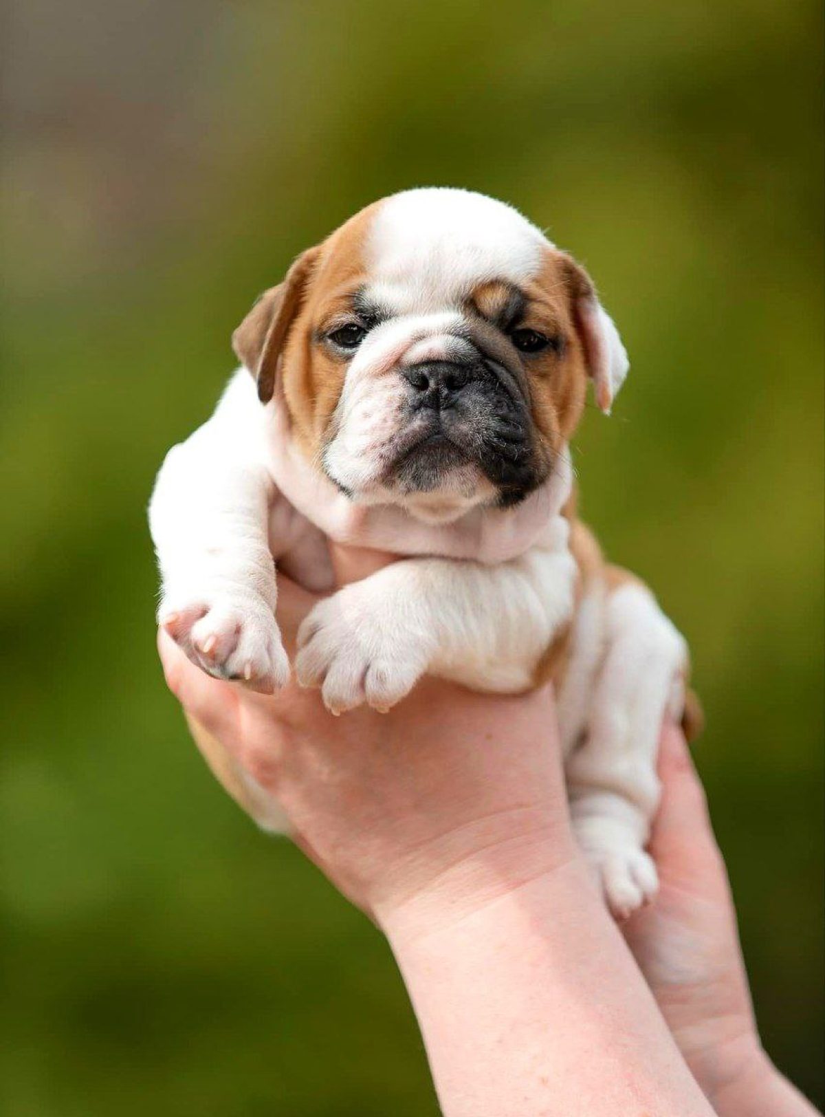 Animal Shelter British Bulldog Adoption Animal Shelter Adopt A