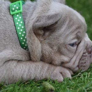 Kit French Bulldog