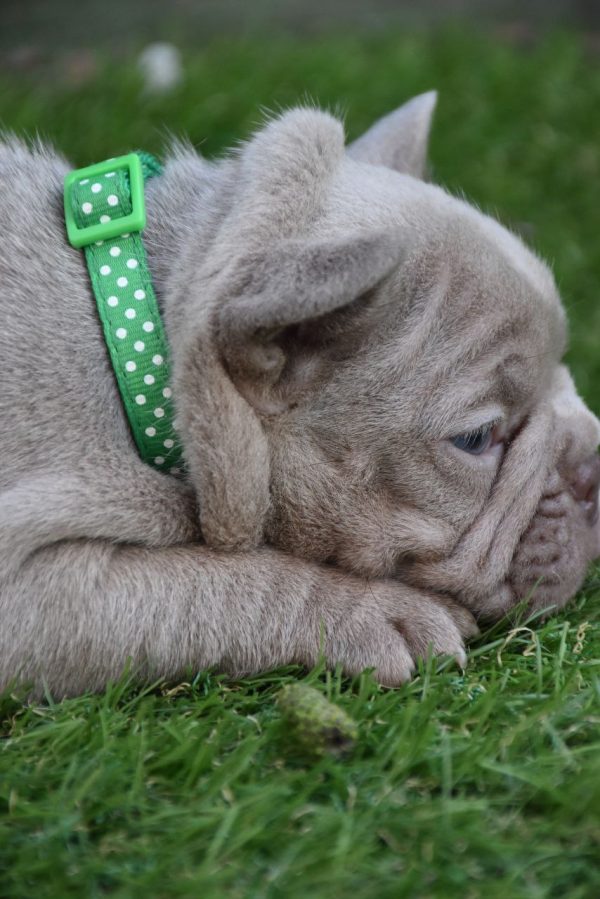 Kit French Bulldog