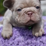 Kit-male-French-Bulldog-puppy-for-sale-1 (2)