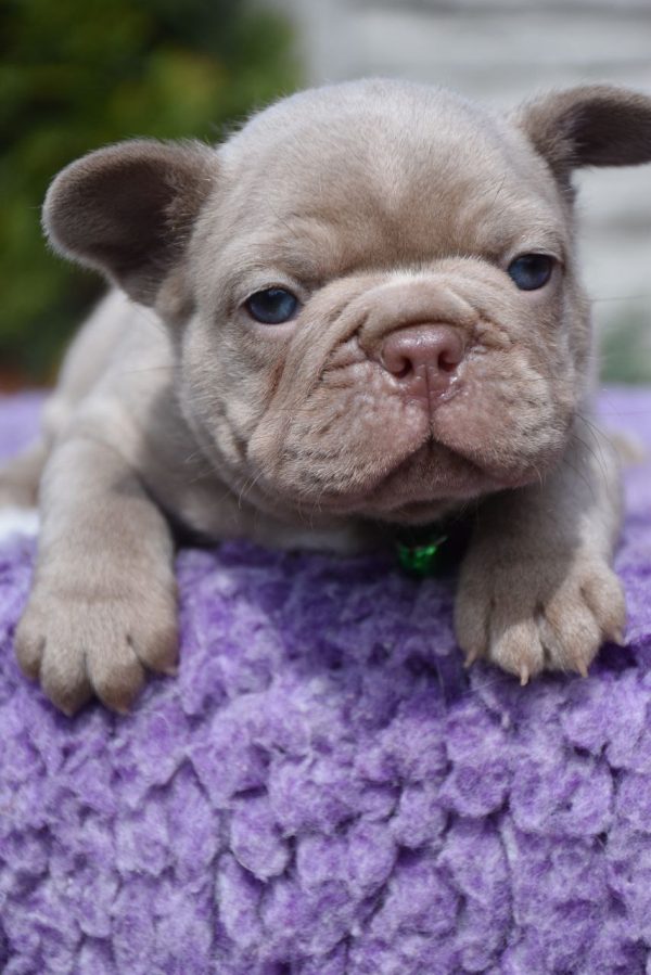 Kit French Bulldog