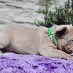 Kit-male-French-Bulldog-puppy-for-sale-1 (3)