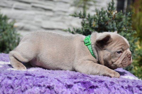 Kit French Bulldog