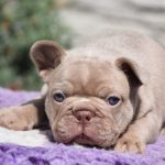Kit-male-French-Bulldog-puppy-for-sale-1 (4)