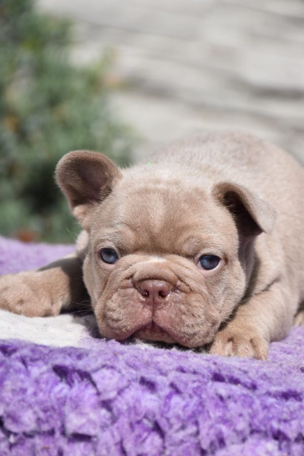 Kit French Bulldog