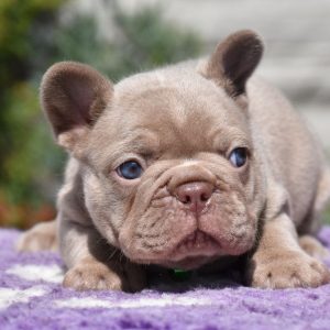 Kit French Bulldog