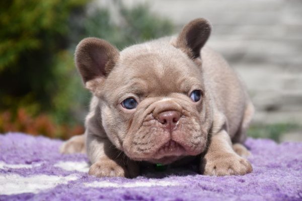 Kit French Bulldog