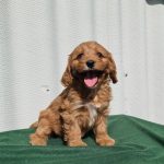 Leda Cavapoo