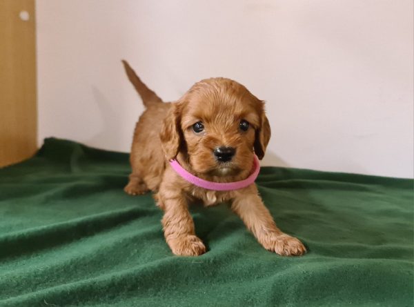 Leda Cavapoo