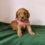Luke Cavapoo