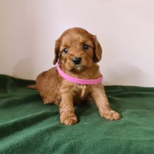Leda Cavapoo