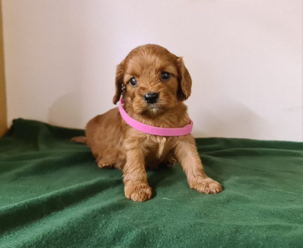 Leda Cavapoo