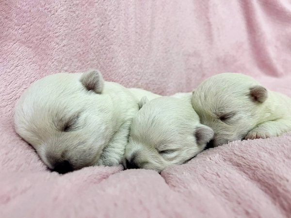 New Litter West Highland White Terrier