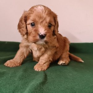 Luke Cavapoo