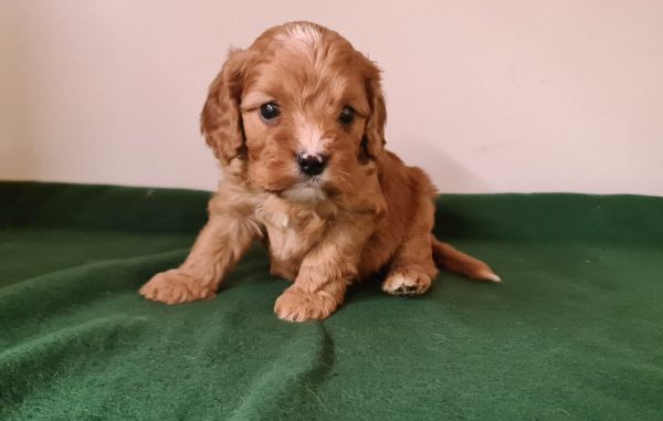 Luke Cavapoo