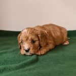 Luke-male-cavapoo-puppy-for-sale- (2)