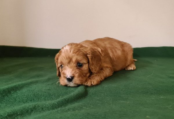 Luke Cavapoo