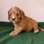 Luke-male-cavapoo-puppy-for-sale- (3)