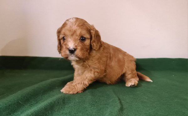 Luke Cavapoo