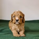 Luke-male-cavapoo-puppy-for-sale- (4)