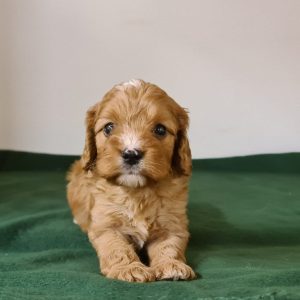 Luke Cavapoo