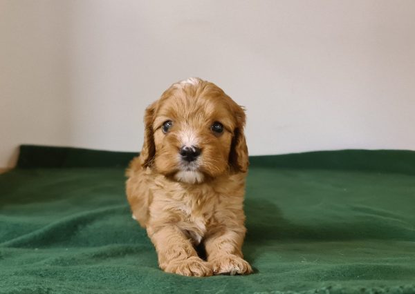 Luke Cavapoo