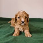 Luke-male-cavapoo-puppy-for-sale- (5)
