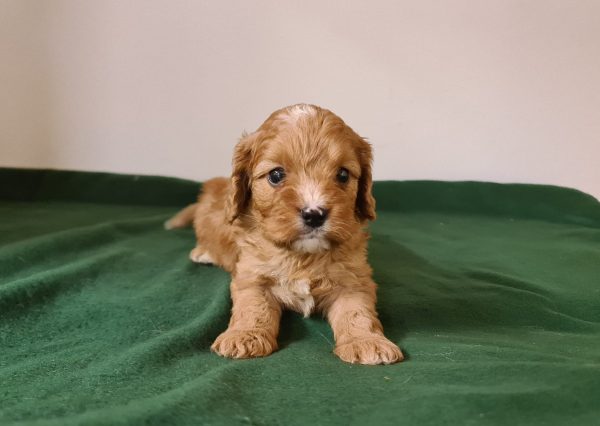 Luke Cavapoo