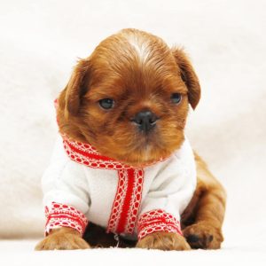 Magnificent Cavalier King Charles Spaniel