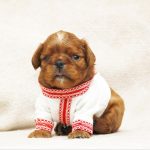 Majesty Cavalier King Charles Spaniel