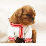 MAGNIFICENT-male-King-Charles-spaniel-puppy-for-sale-3
