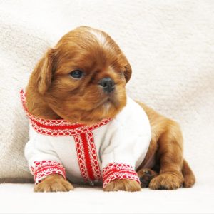 Mellifluous Cavalier King Charles Spaniel