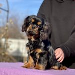 Madrid Cavalier King Charles Spaniel