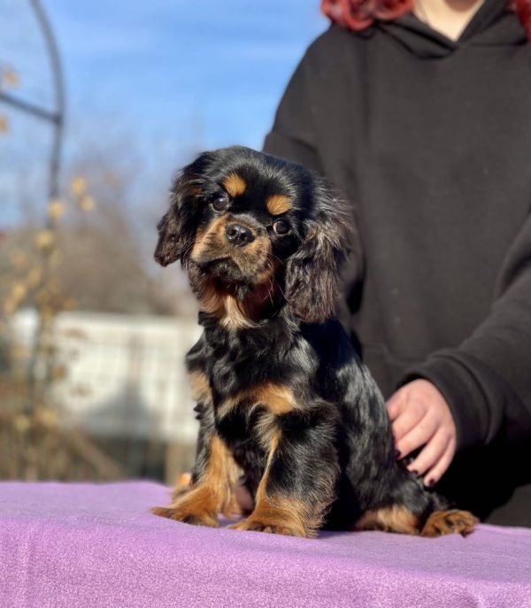 Madison Cavalier King Charles Spaniel