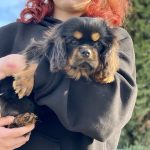 Madison-male-Cavalier-King-Charles-Spaniel-puppy-for-sale-2